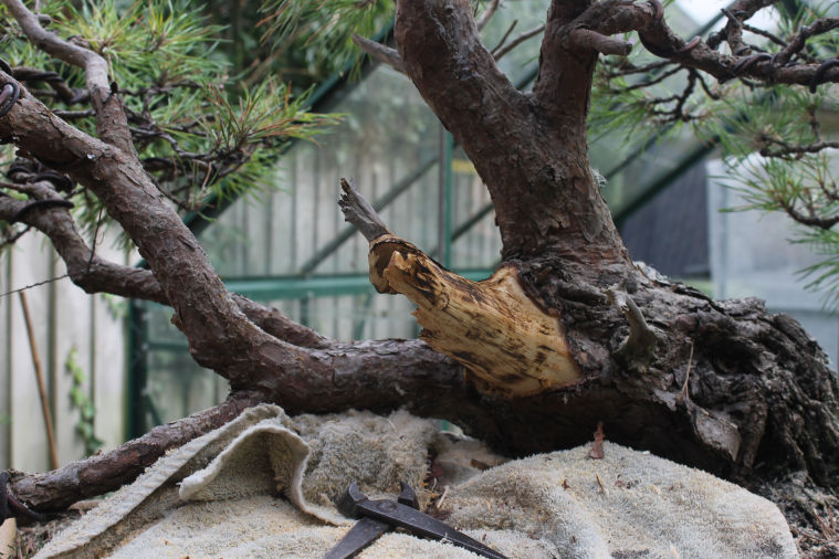 Another Way of Carving Bonsai